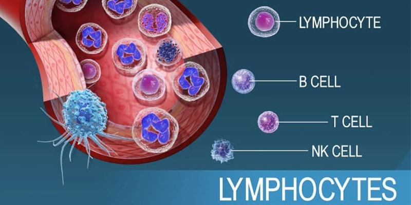 Tế bào bạch cầu lympho (Lymphocyte) đóng vai trò quan trọng trong hệ thống miễn dịch của cơ thể