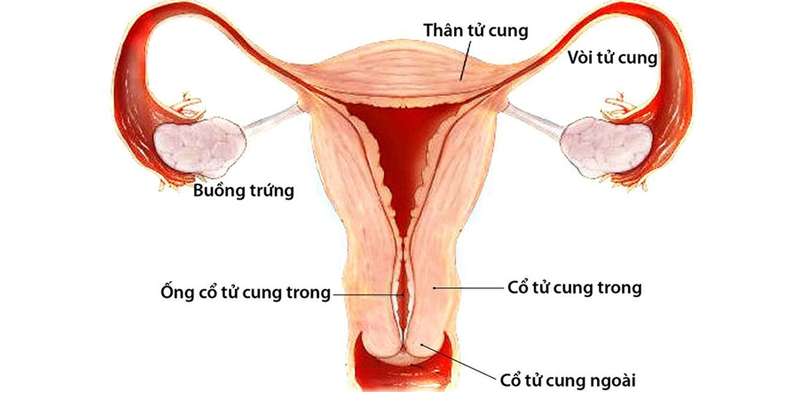 Ung thư cổ tử cung là một trong các loại u ác tính