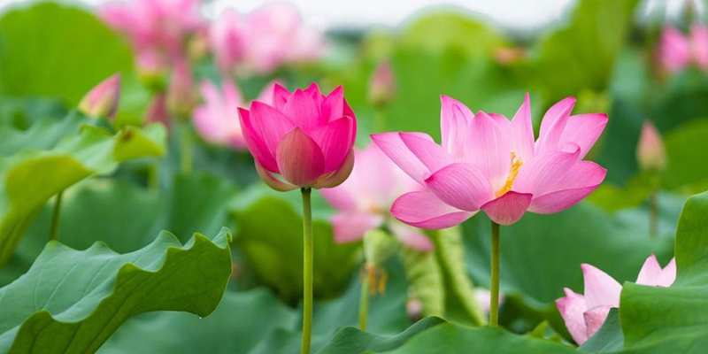 Sen là một loại nguyên liệu chữa bệnh ung thư cổ tử cung trong Đông y