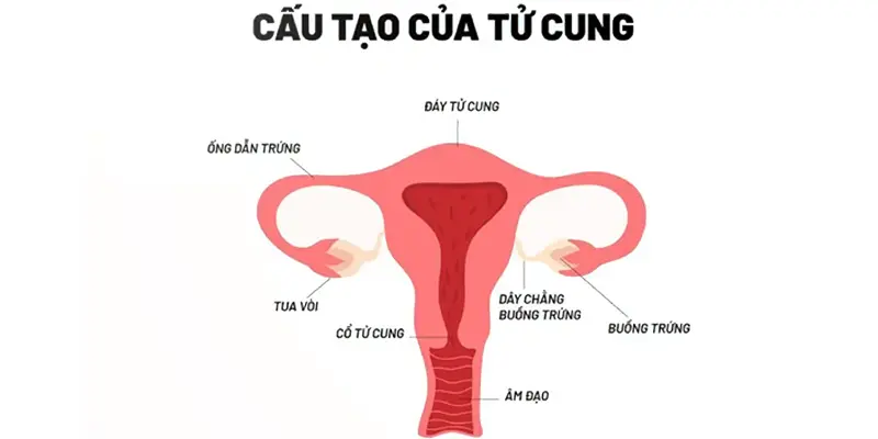 Ung thư âm đạo là một loại ung thư xảy ra trong âm đạo phụ nữ khi các tế bào ở âm đạo nằm ngoài khả năng kiểm soát của cơ thể.
