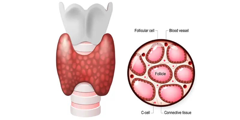 Ung thư tuyến giáp sống được bao lâu