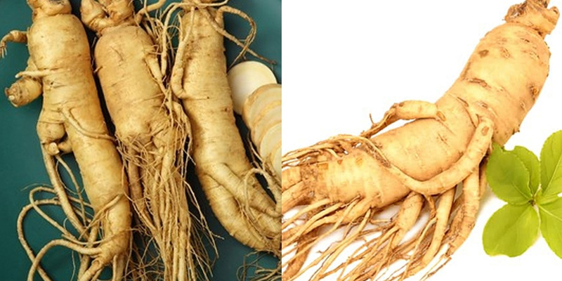 Người bệnh ung thư phổi có ăn được sâm không cần dựa vào sự cho phép, hướng dẫn của bác sĩ điều trị và các chuyên gia dinh dưỡng.