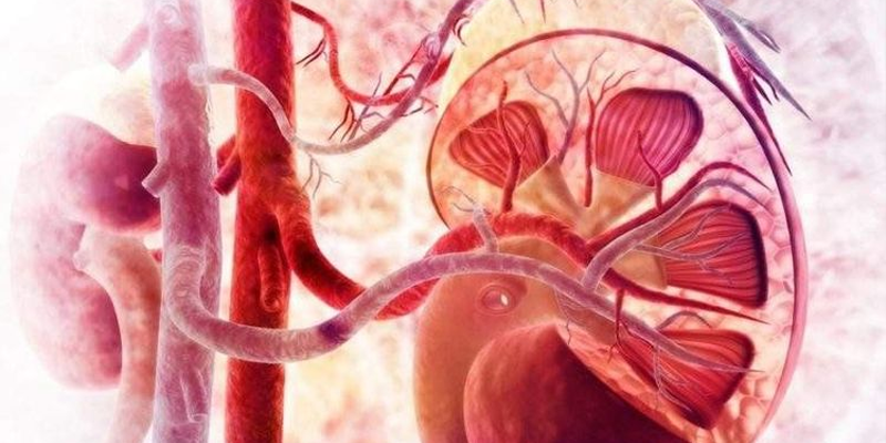Người phải lọc máu trong thời gian dài có nguy cơ mắc ung thư thận