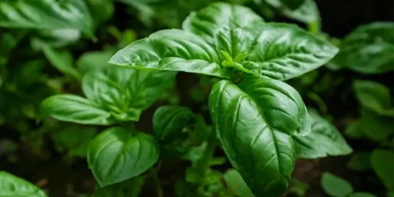 Húng quế giúp giảm viêm cải thiện tình trạng nổi mụn ở lưỡi