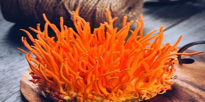 Đông trùng hạ thảo hỗ trợ sức khỏe, đặc biệt là đối với người mắc bệnh ung thư