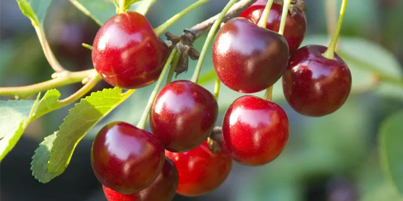 Cherry là đáp án cho câu hỏi ung thư tuyến giáp nên ăn hoa quả gì