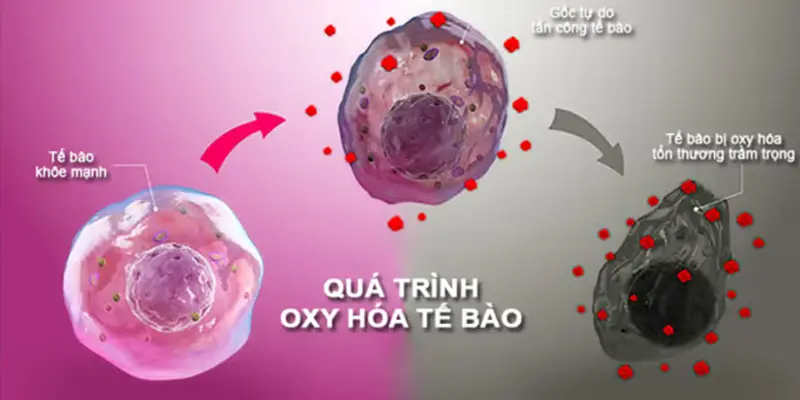 Lá đu đủ có dưỡng chất chống oxy hóa