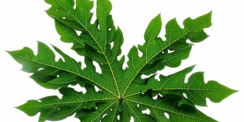 Trong lá đu đủ có lượng vitamin A, B, C, D, E và canxi khá phong phú