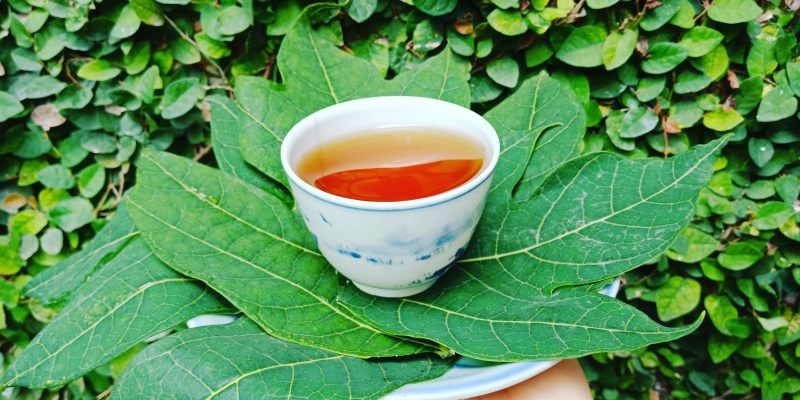 Hàng ngày nấu nước lá đu đủ uống thay trà để hỗ trợ trị bệnh ung thư cổ tử cung