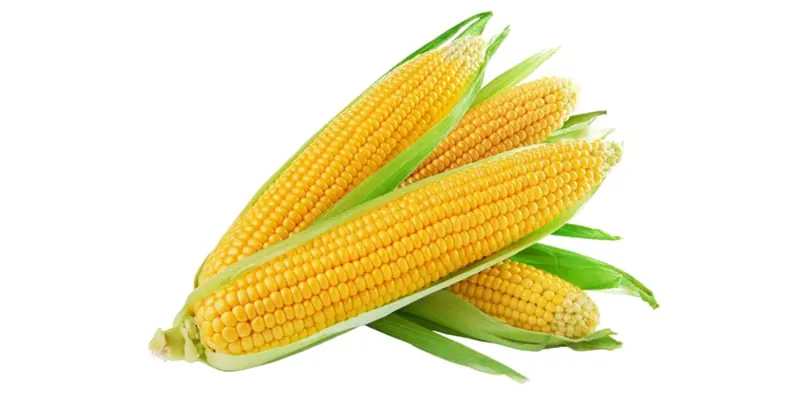 Lợi ích sức khỏe của ngô đối với người bệnh ung thư tuyến giáp