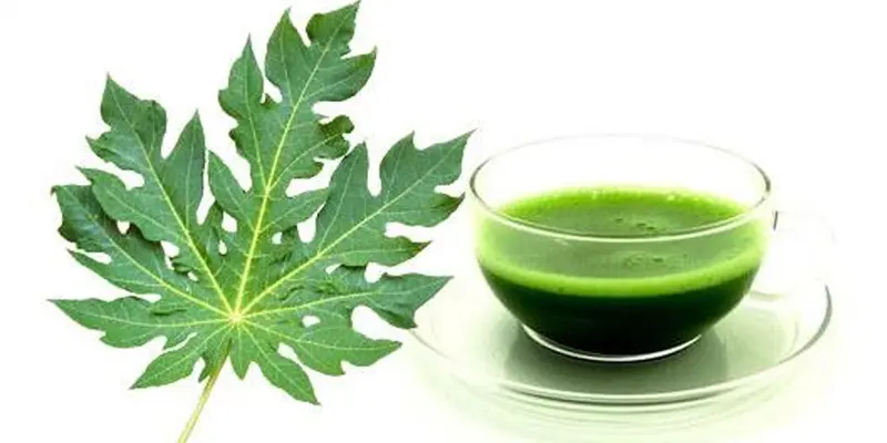 Thực hư chuyện lá đu đủ chữa u tuyến giáp có đúng không