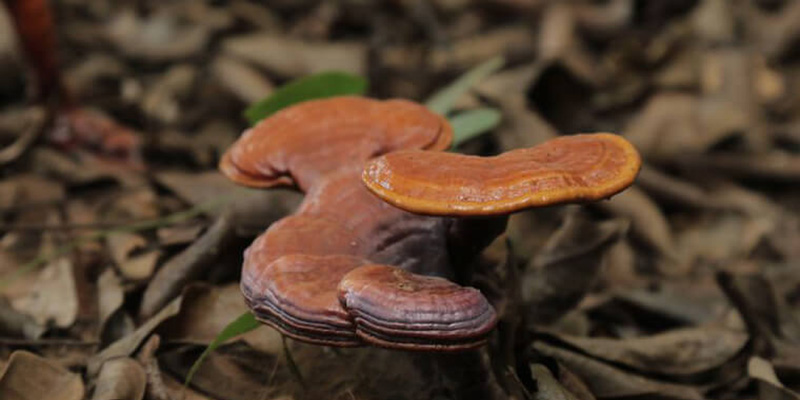 Nấm lim xanh có tác dụng hỗ trợ điều trị bệnh ung thư phổi