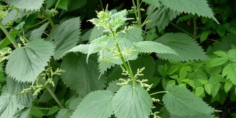 Cây tầm ma thường được dùng dưới dạng bột, ngâm rượu hoặc lá khô