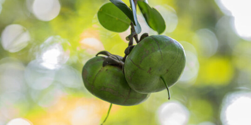 Cây bần với rễ phụ nhô lên mặt đất