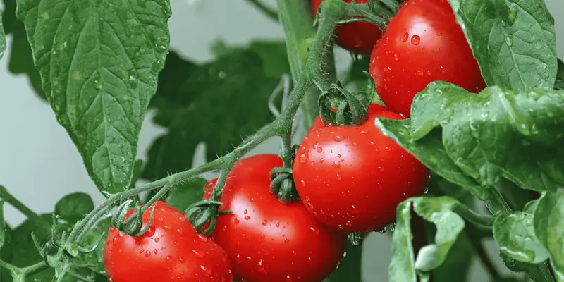 Cà chua là một trong những loại quả được đánh giá cao nhờ hàm lượng lycopene dồi dào