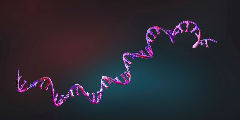 BRCA1 và BRCA2 là hai gen liên quan đột biến được nghiên cứu nhiều nhất trong ung thư vú