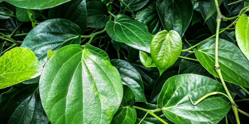 Lá trầu không có mùi thơm đặc trưng, chứa nhiều tinh dầu có khả năng kháng khuẩn, kháng nấm mạnh