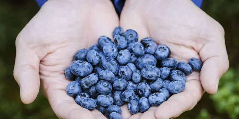 Các loại quả mọng giúp chống oxy hóa, điều hòa hoạt động tuyến giáp