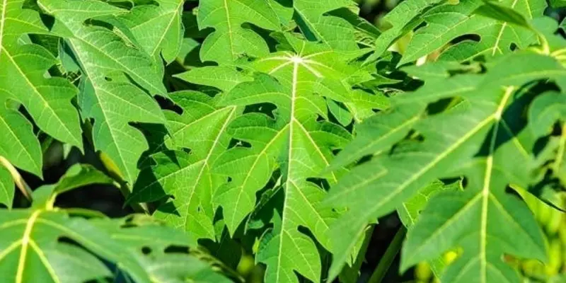 Vậy lá đu đủ chữa được u tuyến giáp được không