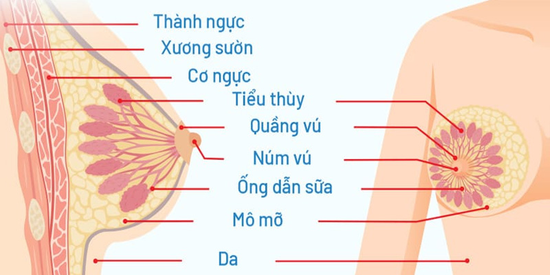 Vú vôi hóa ảnh hưởng tới người bệnh thế nào