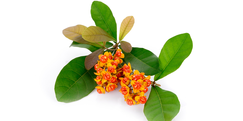 Chữa ung thư phổi bằng thuốc nam là cây xạ đen