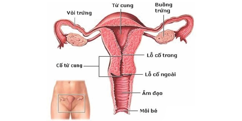 Hình ảnh ung thư cổ tử cung giai đoạn 0