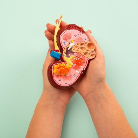 Mất một quả thận sống được bao lâu và lưu ý gì để bảo vệ sức khỏe