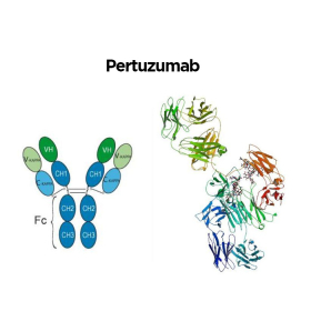 Pertuzumab
