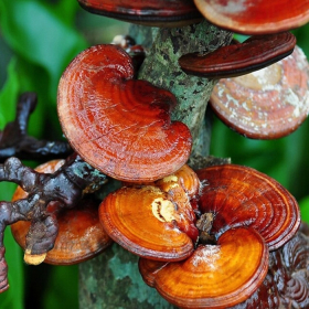 Một số cây thuốc nam chữa u tuyến giáp? Công dụng và cách sử dụng