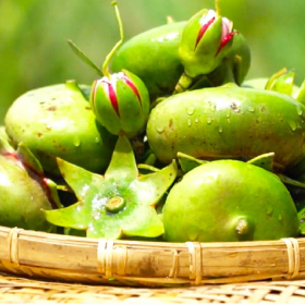 Trái bần chữa ung thư phổi được không?